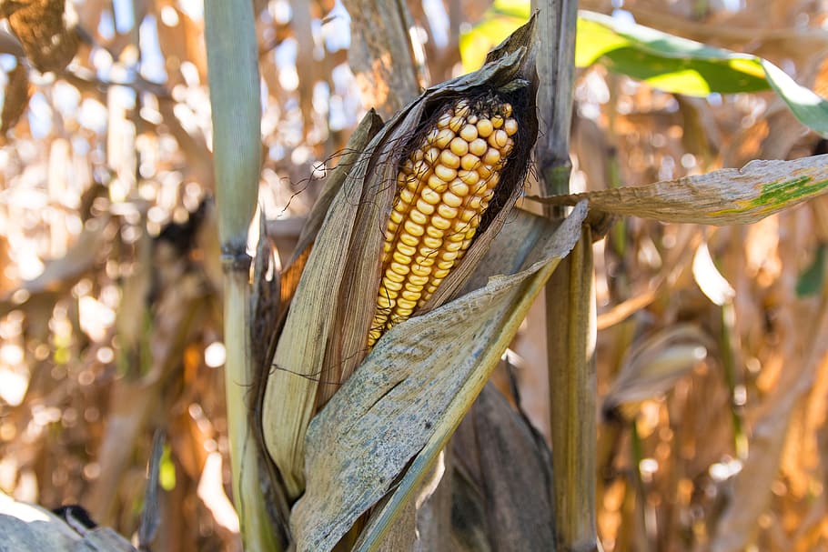 Corn, Field, Field, Farm, food and drink, agriculture, growth HD wallpaper