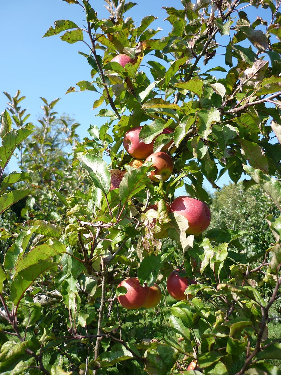 apple, orchard, juice, fruit trees, harvest, growth, plant HD wallpaper