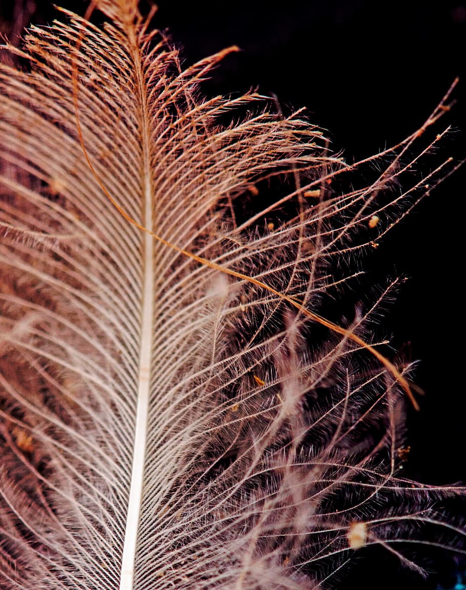Feather, Macro, Softness, Nature, Bird, fluffy, close, decorative HD wallpaper