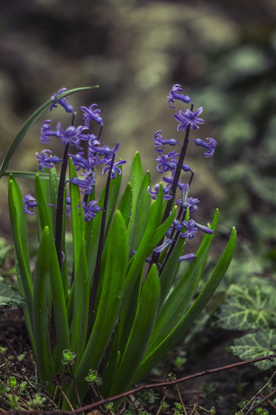 hyacinthus, flower, green, blue, violet, nature, flowering plant, HD wallpaper