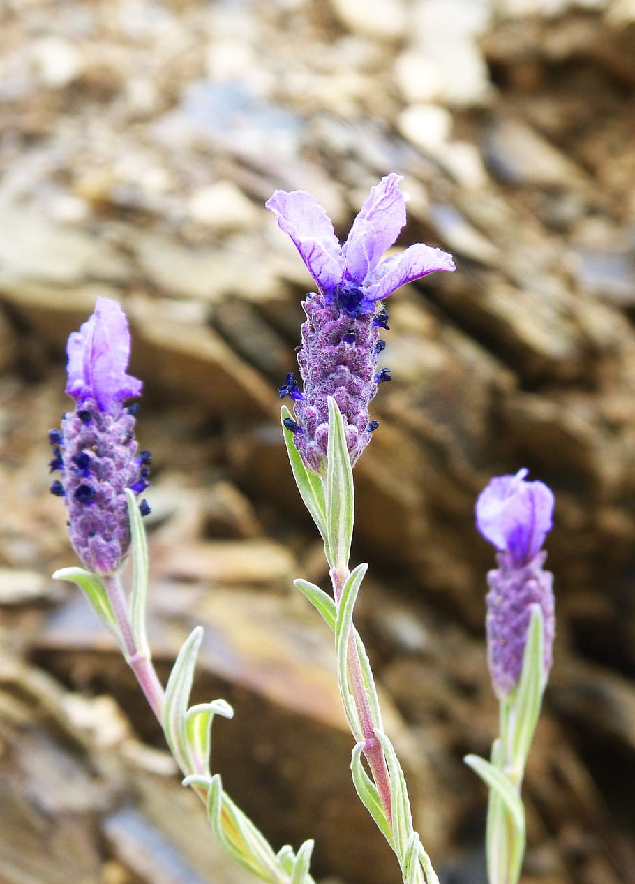 lavender, flower, bloom, aromatic plants, lavender flower, flowering plant HD wallpaper