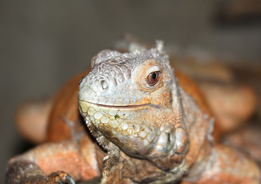 iguana, lizard, animal, animal themes, reptile, one animal HD wallpaper