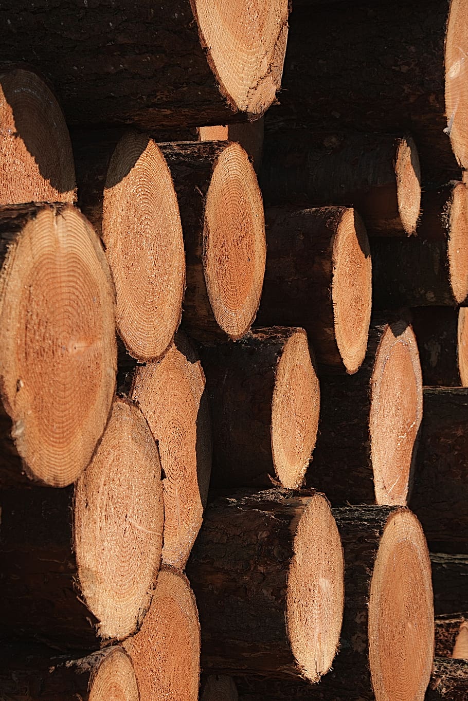 wood, trunk, cup, sawn, tree, tree trunk, log, firewood, timber HD wallpaper