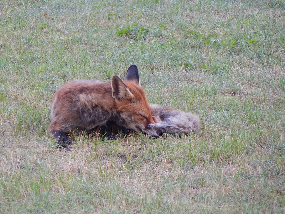 Fuchs, Forest, Animals, Predator, forest animals, reddish fur HD wallpaper