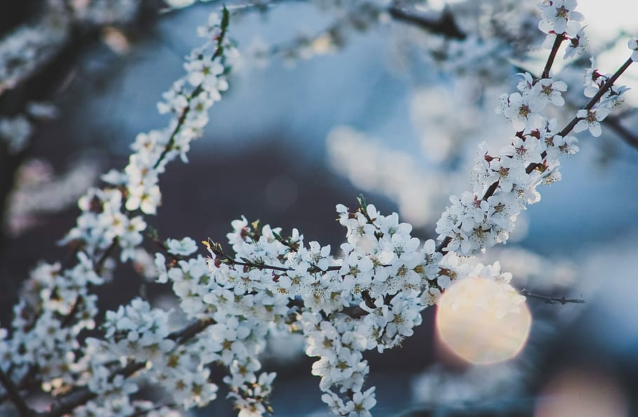 white flowers, tree, park, environment, natural, seasonal, pink HD wallpaper