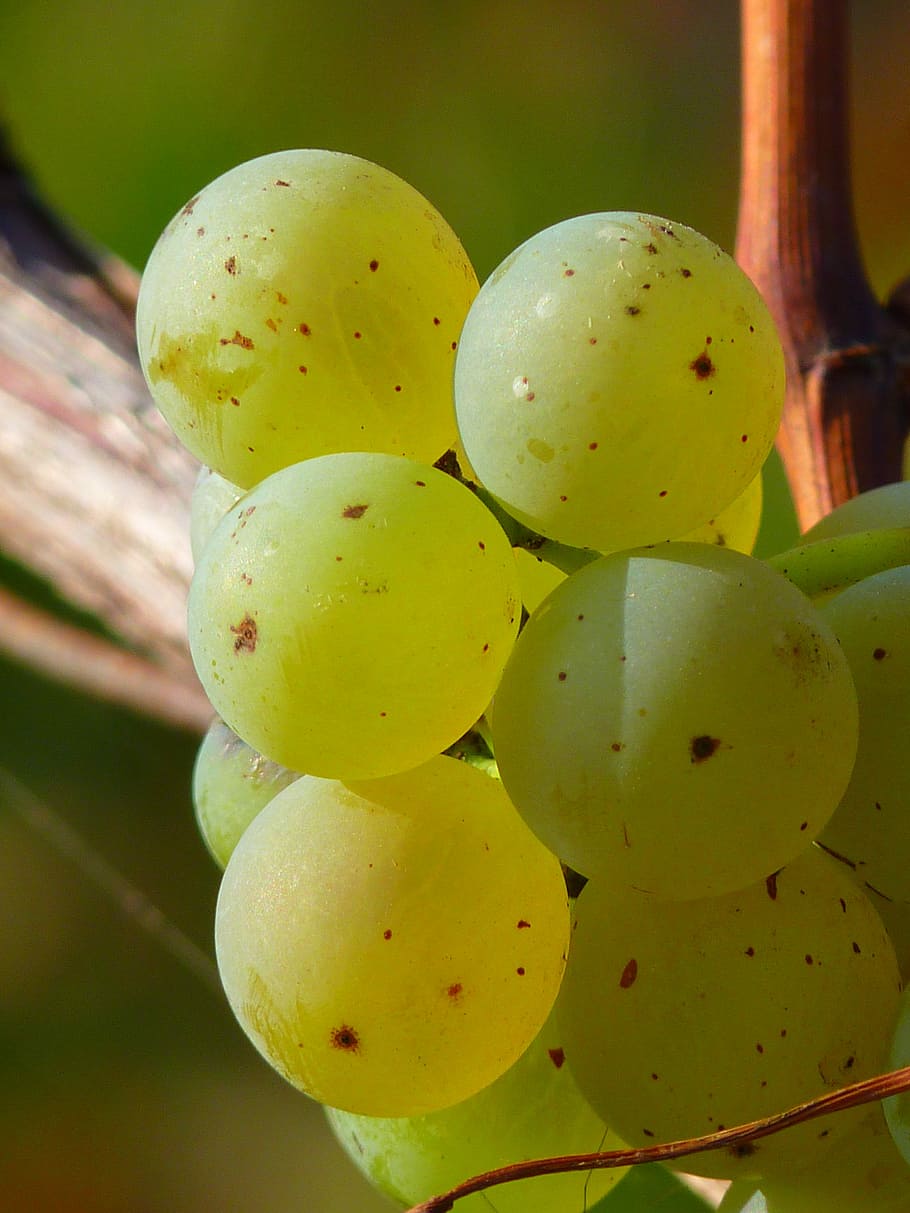Grape, Grapes, Fruit, Vine, Cultivation, wine, white, green color HD wallpaper