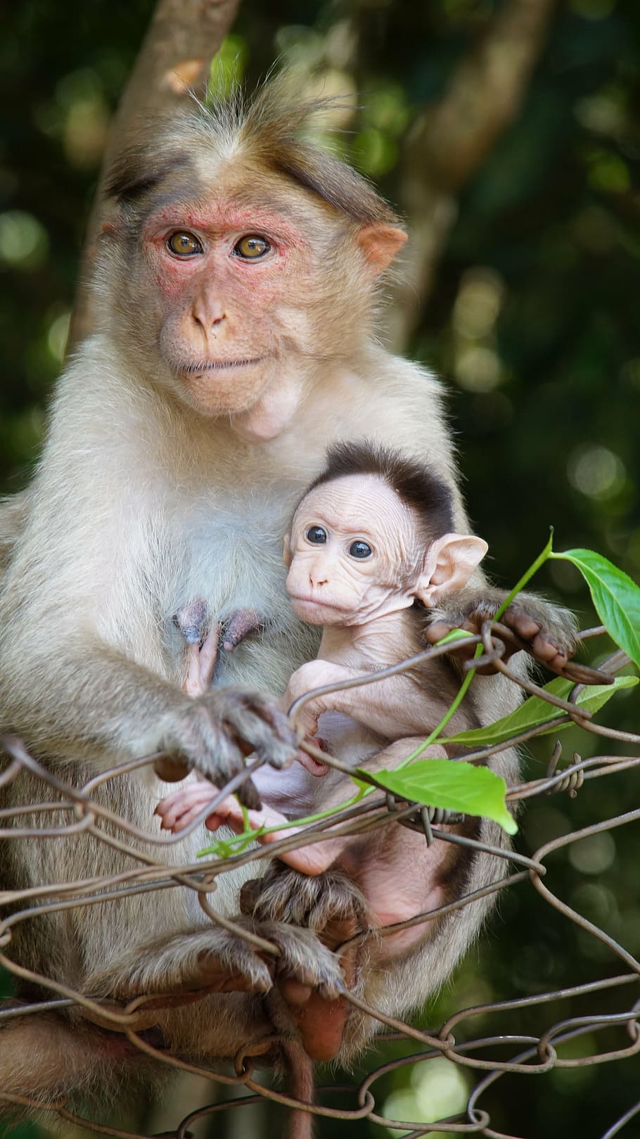 brown monkey carrying baby monkey, motherhood, monkey life, animal child, HD wallpaper