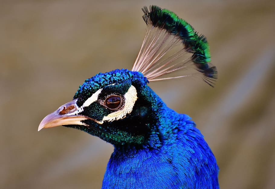selective focus photography of peacock, pride, bird, animal, feather, HD wallpaper