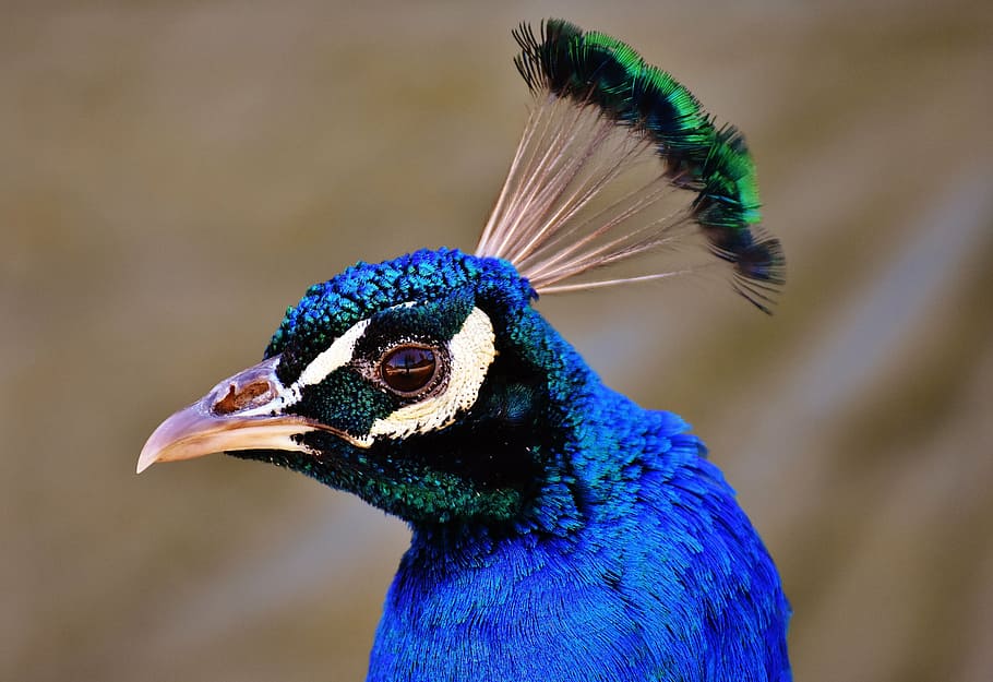 selective focus photography of peacock, pride, bird, animal HD wallpaper