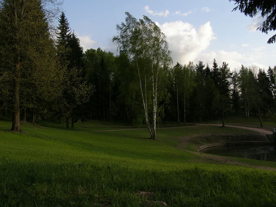 evening, spring, park, trees, sky, tree green river, plant HD wallpaper
