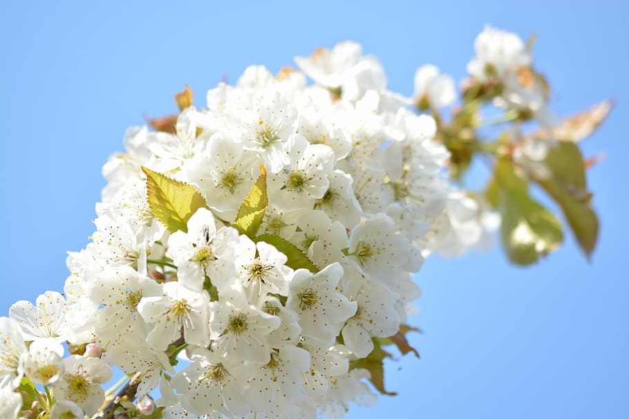 cherry blossom, cherry tree, branch, flowering twig, close HD wallpaper