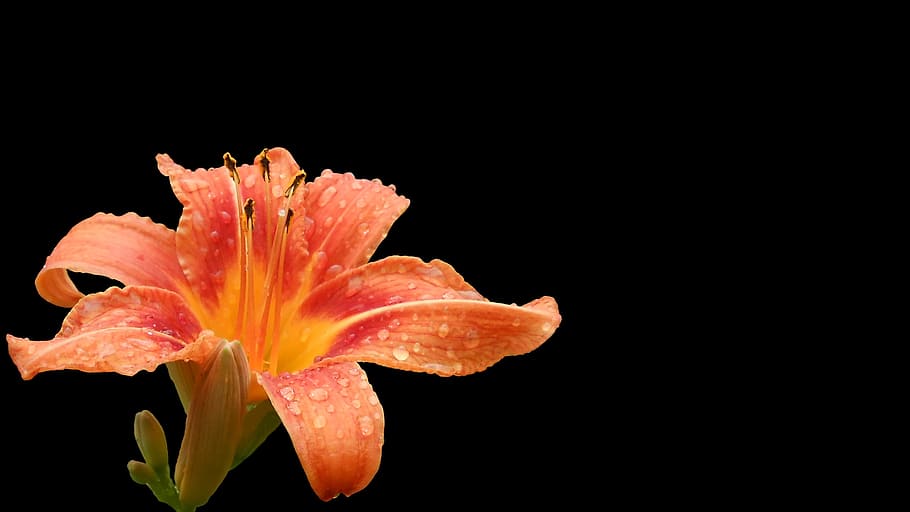 orange lily flower in bloom, daylily, blossom, hemerocallis, drip