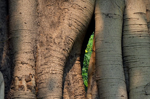 banyan tree, twin trunk, tree trunk, no people, close-up, nature HD wallpaper