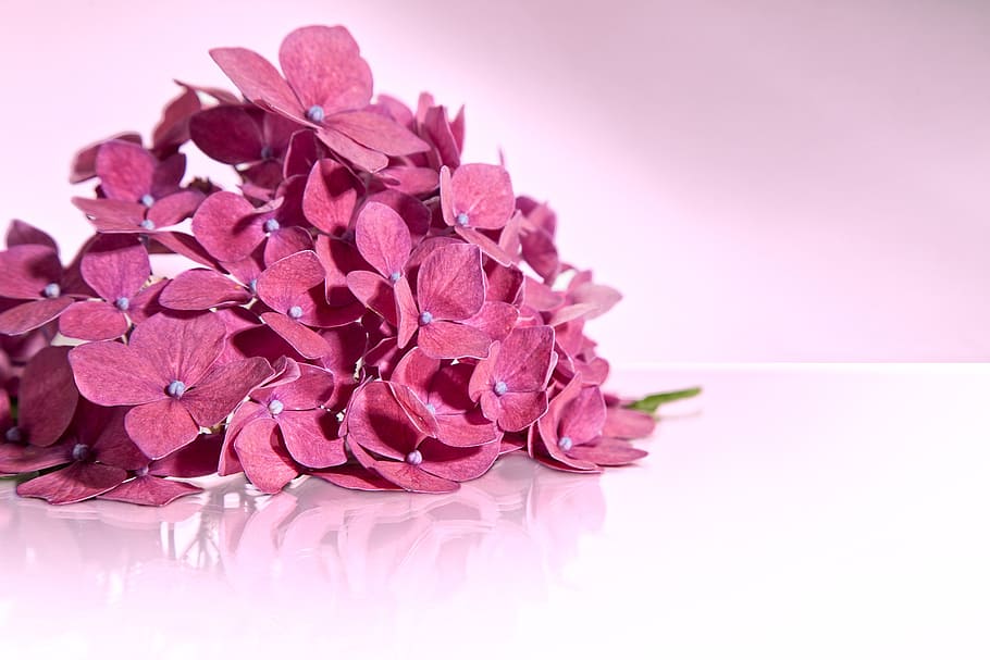pink petaled flowers, hydrangea, blossom, bloom, isolated, umbel HD wallpaper