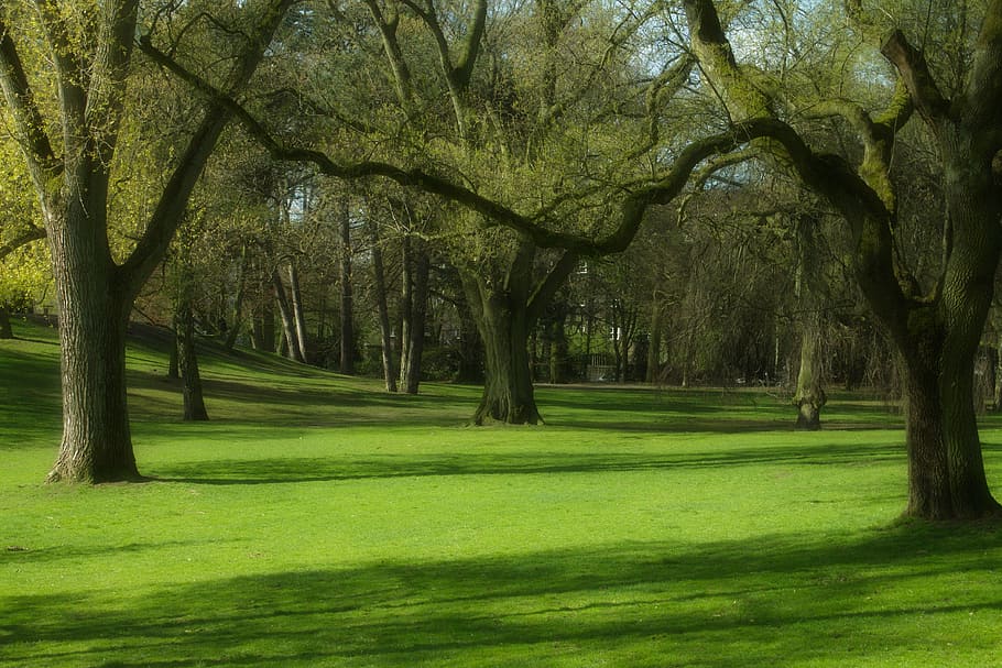 trees surrounded by grass, park, spring, plant, green color HD wallpaper