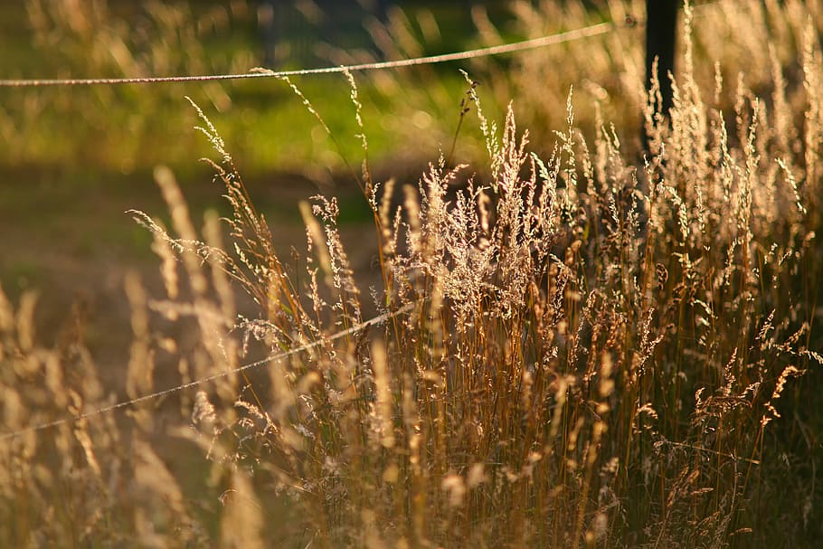 nature, landscape, grass, back light, mood, sunshine, green HD wallpaper
