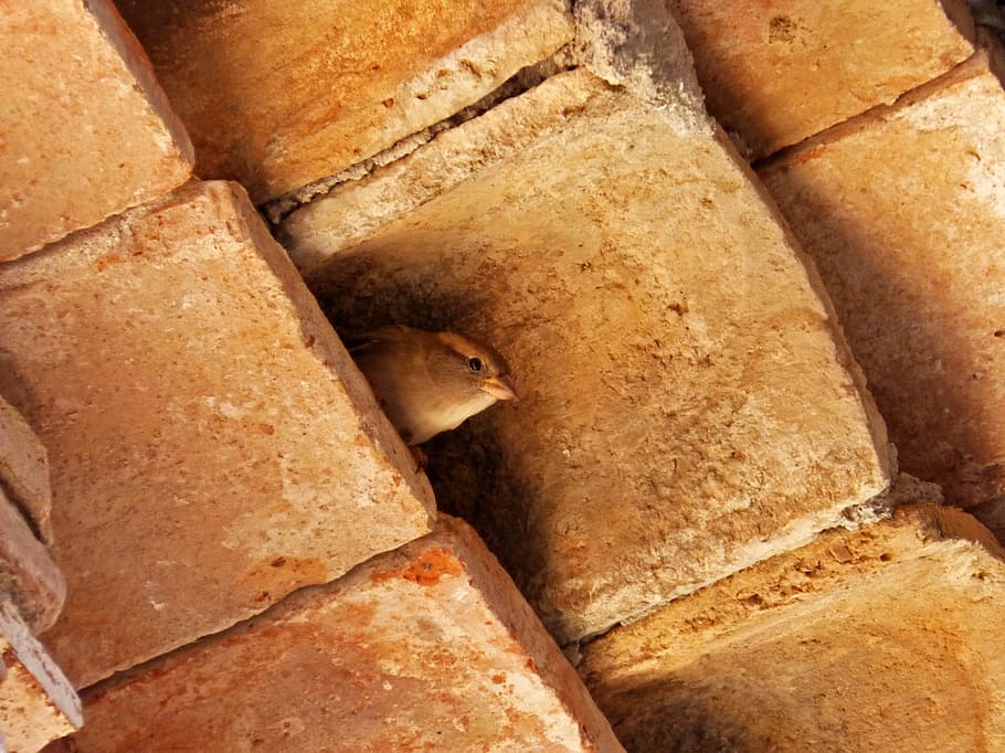 sparrow, texas, eave, nest, food, food and drink, bread, close-up HD wallpaper