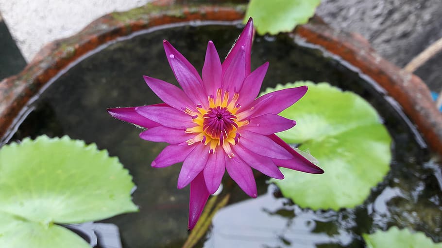 lotus, purple, basin, flower, flowering plant, beauty in nature HD wallpaper