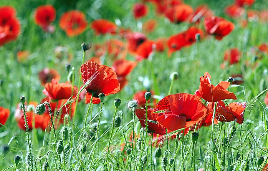 Poppies, Flowers, red, the beasts of the field, wild, meadow