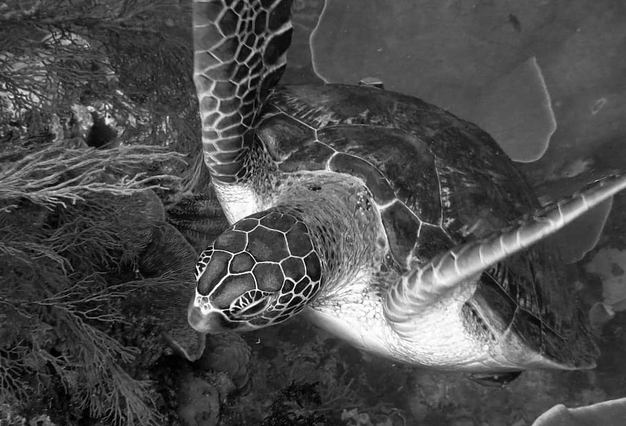 turtle, underwater, creature, marine, diving, scuba, species HD wallpaper