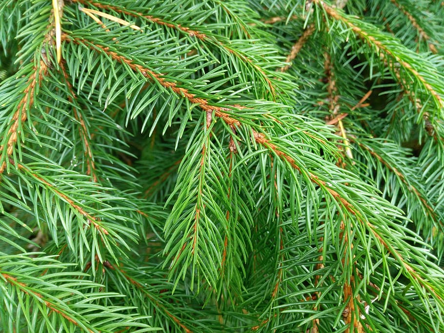 Christmas Tree, Closeup, green color, close-up, nature, pine tree, HD wallpaper