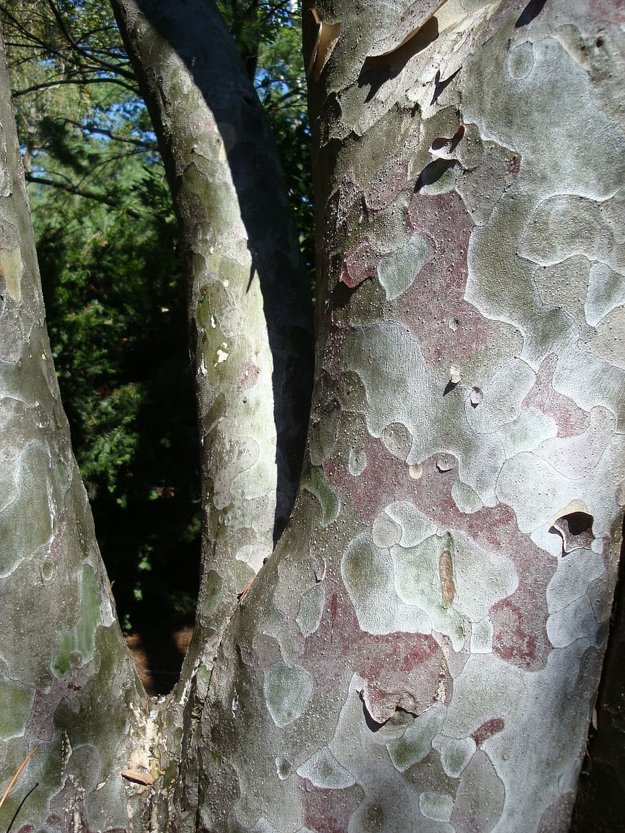 platane, tree, bark, pattern, textured, plant, tree trunk, no people HD wallpaper