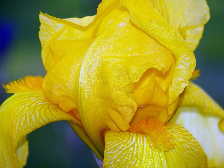 Iris, Yellow, Flower, Blooms, Blooming, petals, blossoms, floral HD wallpaper