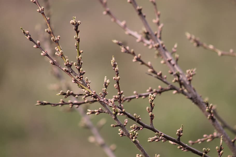spring, bud, bloom, buds, nature, plants, garden, bush, branch HD wallpaper