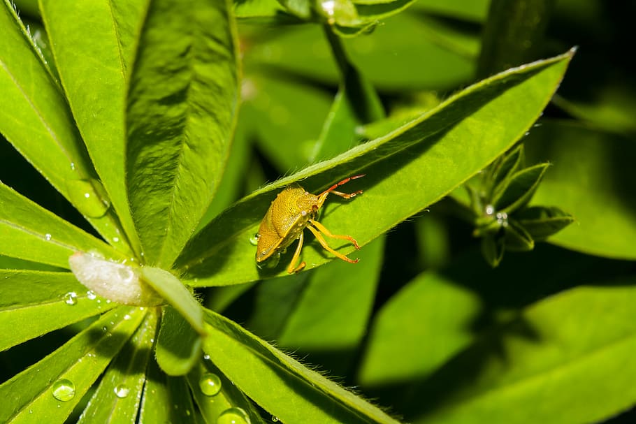 beetle, insects, macro, plant, nature, close-up, leaf, animal HD wallpaper