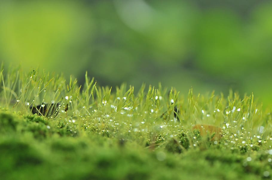 macro photography of green grass, moody, nature, sky, tree HD wallpaper