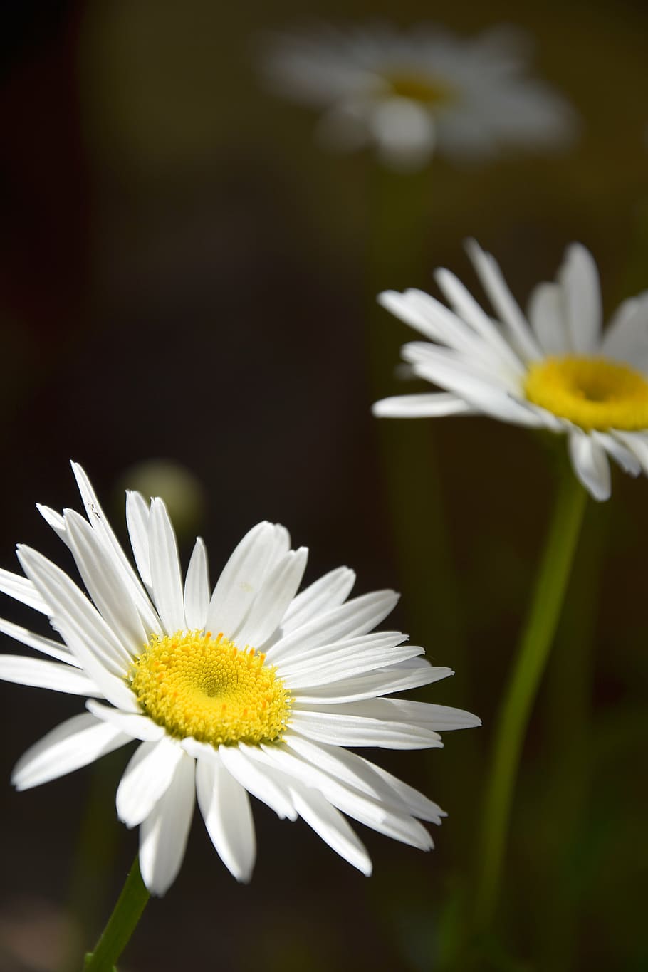 bloom, blossom, daisies, daisy, flora, flowers, growth, macro HD wallpaper