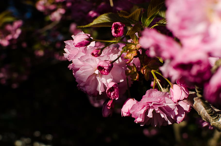 bloom, blossom, buds, flora, flowers, macro, nature, flowering plant HD wallpaper