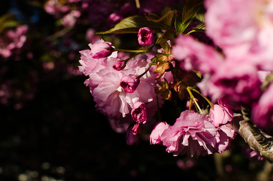 close-up photography of pink petaled flowers, selective focus photo of pink petaled flowers at dayttime HD wallpaper