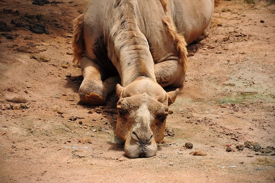 camel lying on ground, bored, dusty, boredom, desert, head HD wallpaper