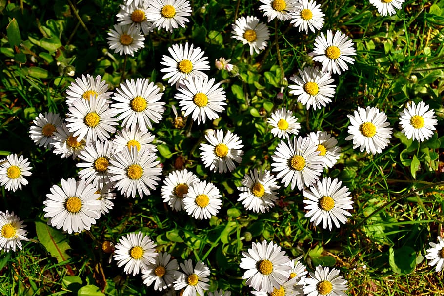 Daisy, Meadow, Flower, Spring, flower meadow, nature, grass HD wallpaper