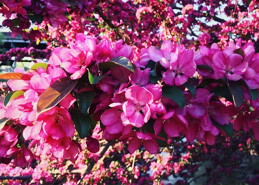spring, bloom, flower, blooming, blossoming, color, flowering plant HD wallpaper