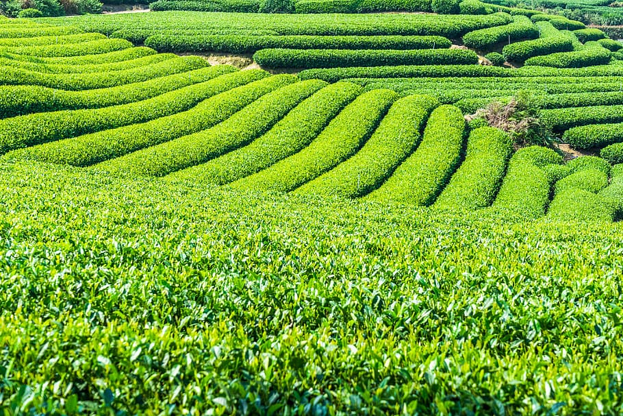 tea, green, green color, agriculture, growth, beauty in nature HD wallpaper