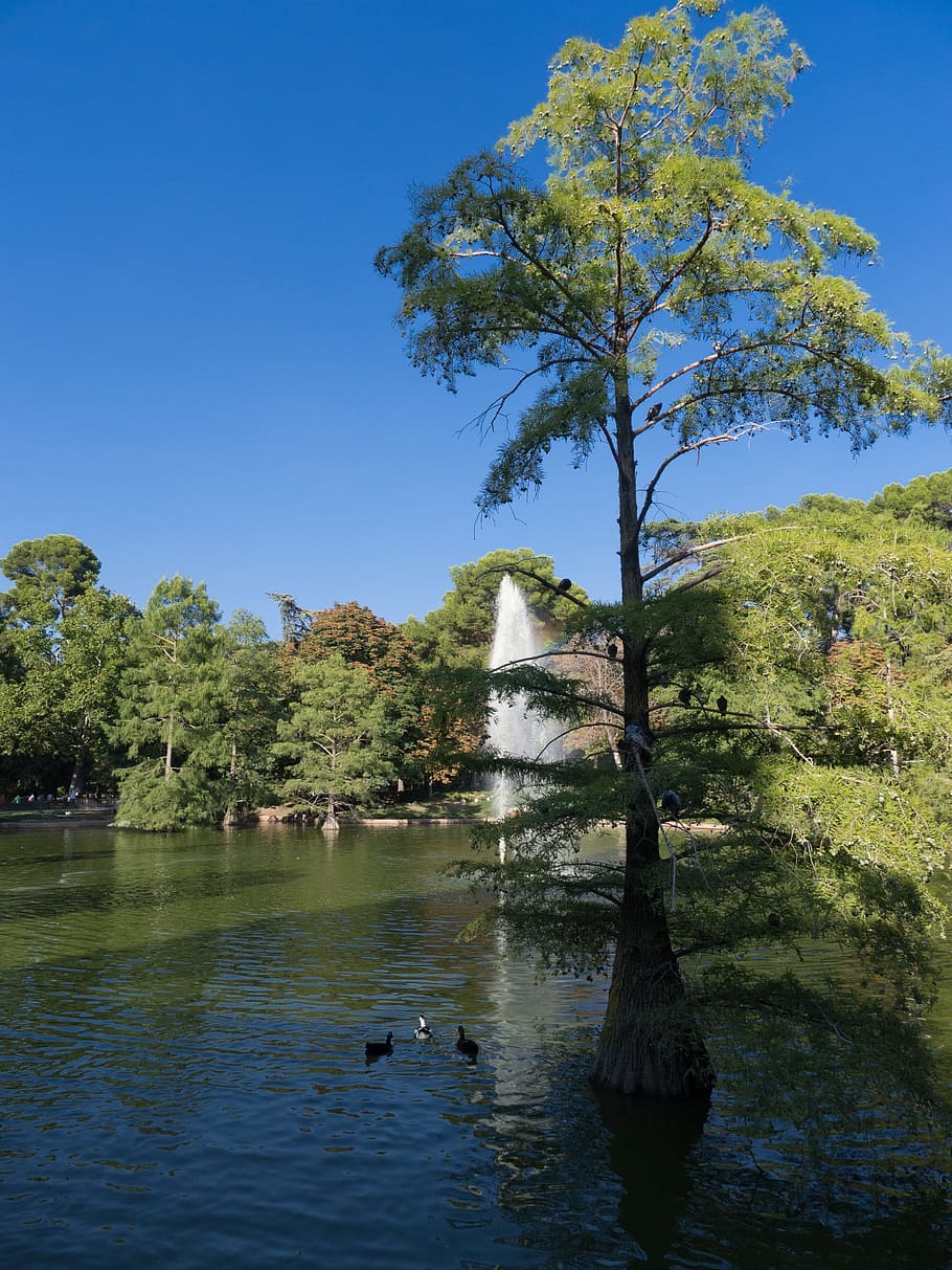 Pond, Duck, Garden, Ducks, Water, animal world, tree, beautiful HD wallpaper