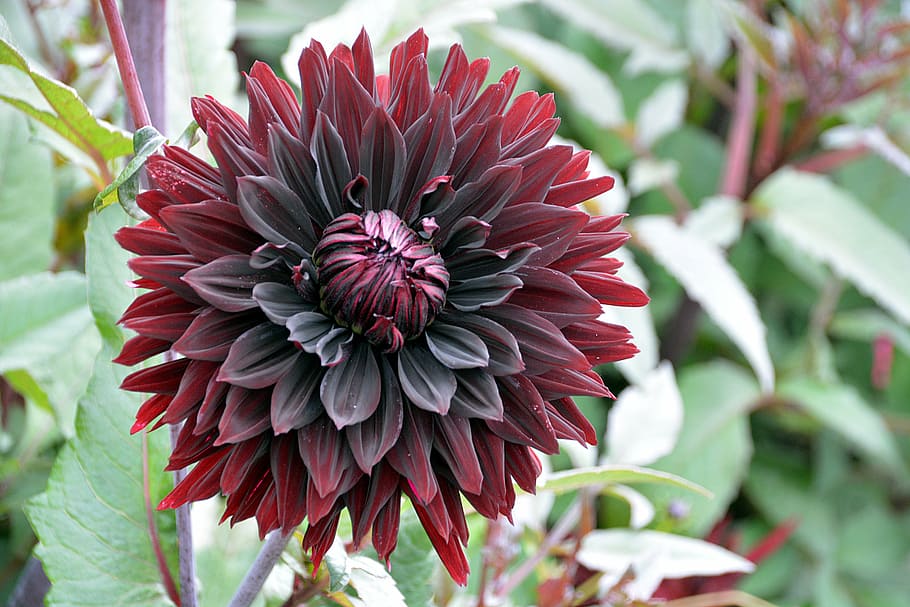 closeup photography of red dahlia flower, chrysanthemum, petals HD wallpaper
