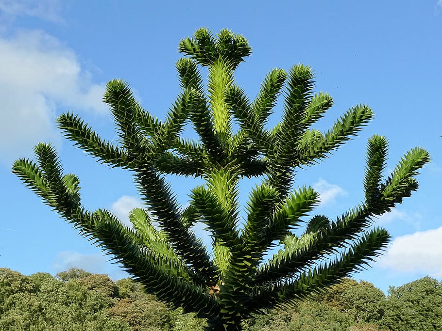 tree, monkey, puzzle, young, juvenile, araucaria, araucana, HD wallpaper