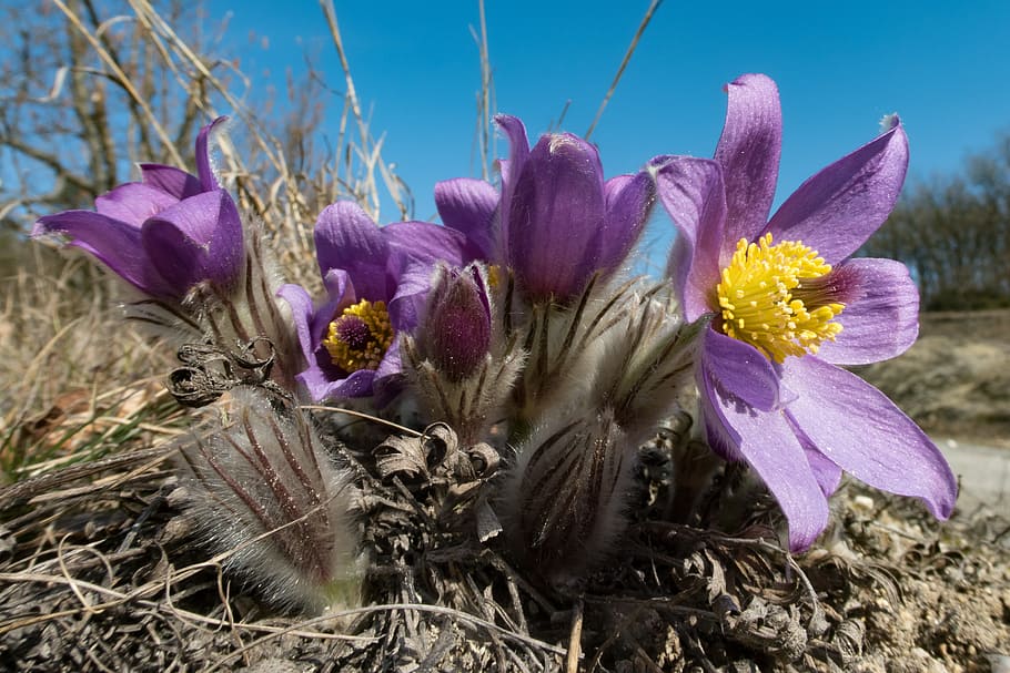 Pasque Flower, Pulsatilla, spring, nature, pasqueflower, plant HD wallpaper