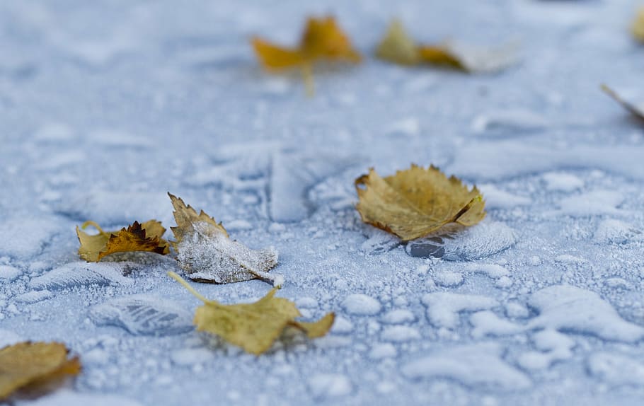macro photography of fallen brown leaves, frost, leaf, winter HD wallpaper
