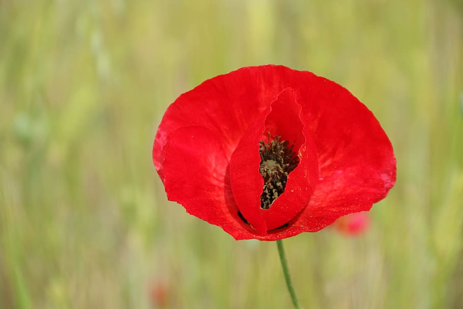 Flower, Rose, Red, Red Rose, Macro, poppy, nature, plant, beauty In Nature HD wallpaper