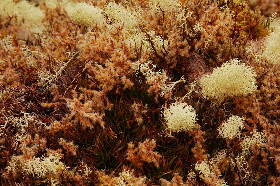 moss, moisture, nature, texture, forest, macro, coffee, sea life HD wallpaper