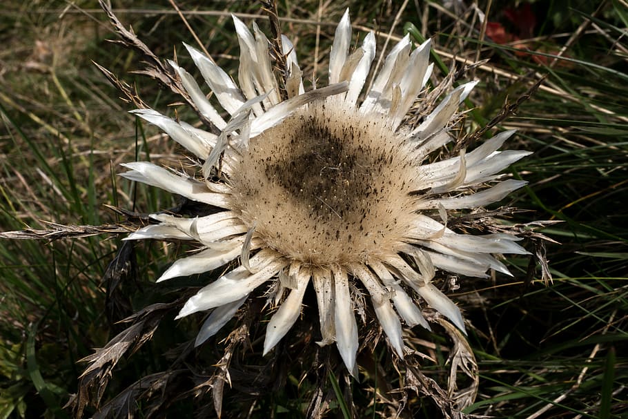 silver thistle, open, protected plant, nature, summer, close-up HD wallpaper