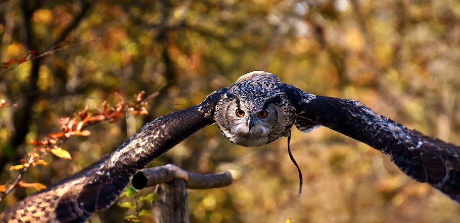 selective focus photo of flying owl, bird, feather, cute, plumage HD wallpaper