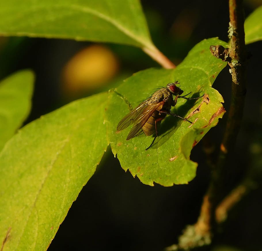 fly, insect, macro, close, nature, leaf, green, one animal HD wallpaper