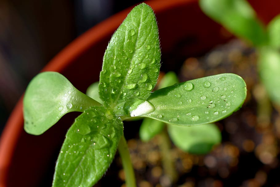 sheet, plant, macro, rostock, sunflower, drops, green, flora HD wallpaper
