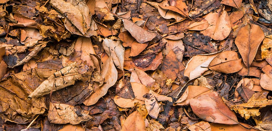 leaf, leaves wither, autumn, withered, flora, forest, fall HD wallpaper