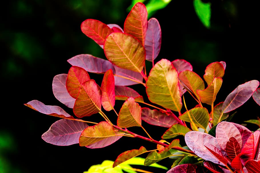 foliage, red, green, branches, nature, new growth, close-up HD wallpaper